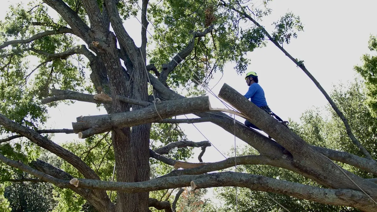 Professional Crown Thinning performed by certified arborists in Eldred